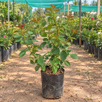 Hybrid Rainbows End Rose Plant