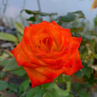 Hybrid Rose Plant