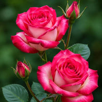 Hybrid Rose Plant