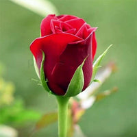 Hybrid Rose Plant