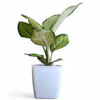 Aglaonema Thai Snowwhite - plant store® 