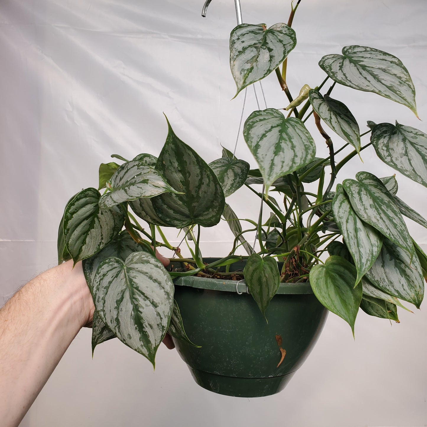 Philodendron Brandianum