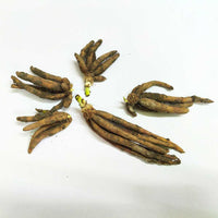 Safed Musli Bulbs
