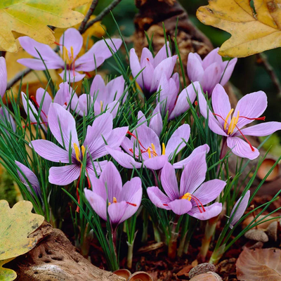 Saffron Crocus Bulbs