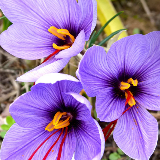 Saffron Crocus Bulbs