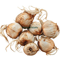 Saffron - Imported Bulbs