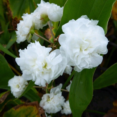 Sagittaria Japonica