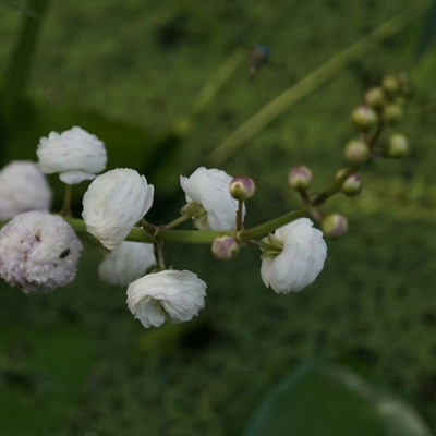Sagittaria Japonica
