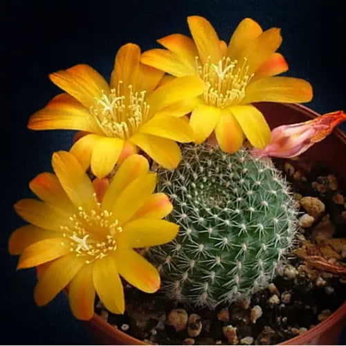 Rebutia Cactus Yellow Flower Bare Rooted - plant store® 