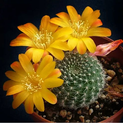 Rebutia Cactus Yellow Flower Bare Rooted