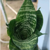 Sansevieria 'Forest Star' Potted (Bare Rooted)