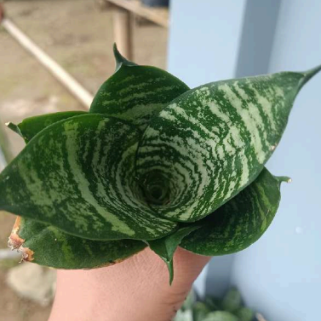 Sansevieria 'Forest Star' Potted (Bare Rooted)