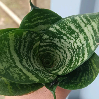 Sansevieria 'Forest Star' Potted