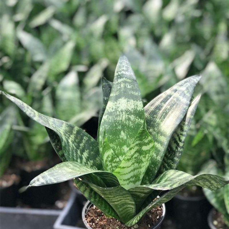 Sansevieria 'Forest Star' Potted (Bare Rooted)