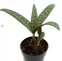 Leopard Plant (Bare Rooted) - plant store® 
