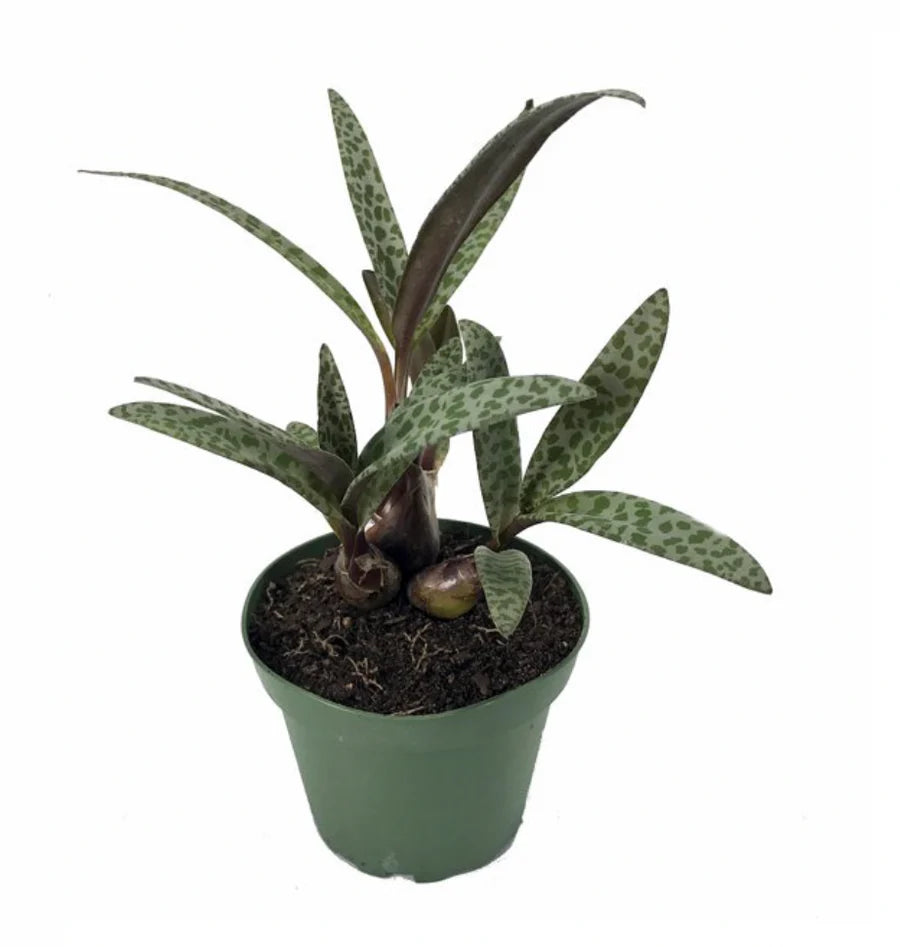 Leopard Plant (Bare Rooted) - plant store® 