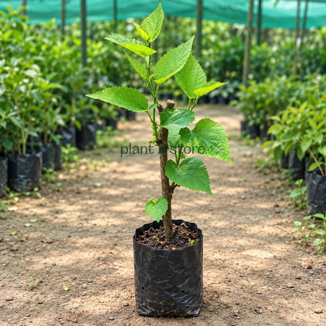 Long Mulberry (Shehtoot) Grafted Plant