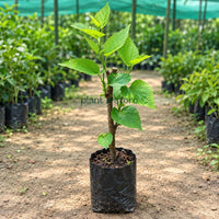 Long Mulberry (Shehtoot) Grafted Plant