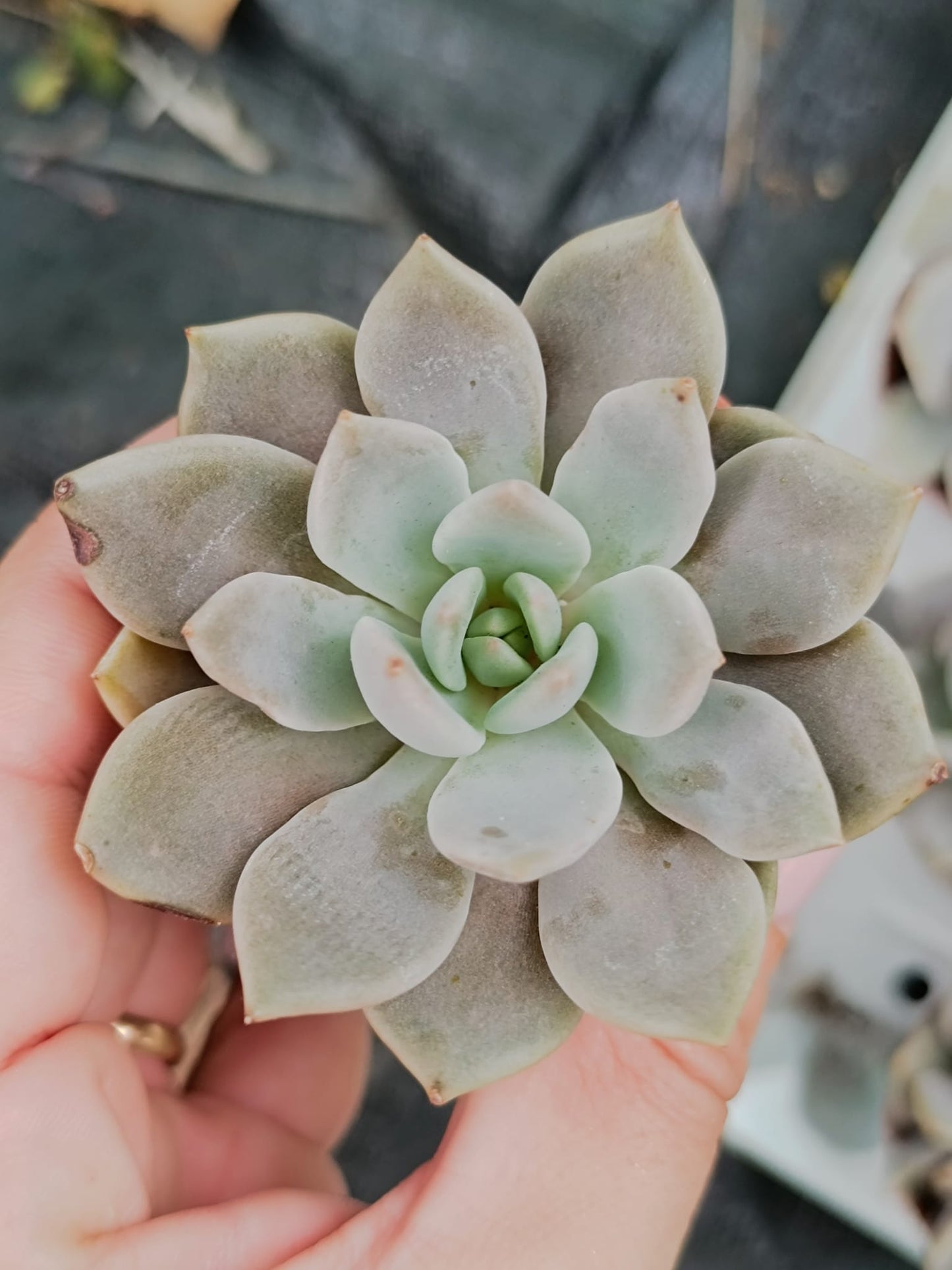 Echeveria Orient (Plant it Yourself) Bare Rooted