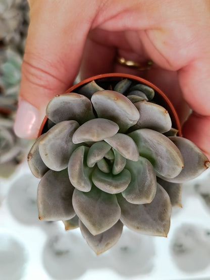 Echeveria Orient (Plant it Yourself) Bare Rooted