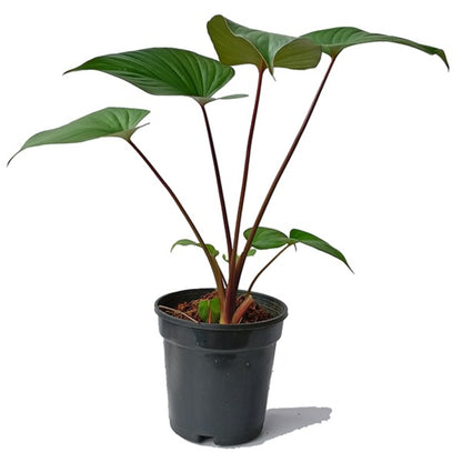 Homalomena "Maggy" Plant