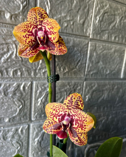 Schomburgkia Milamey Exotic Orchid Blooming Size