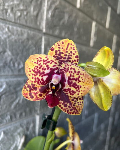 Schomburgkia Milamey Exotic Orchid Blooming Size