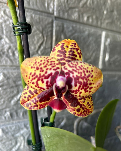 Schomburgkia Milamey Exotic Orchid Blooming Size