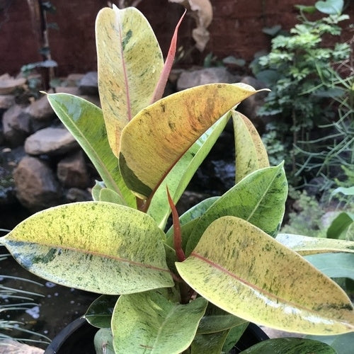 Ficus Shivereana Rubber Plant