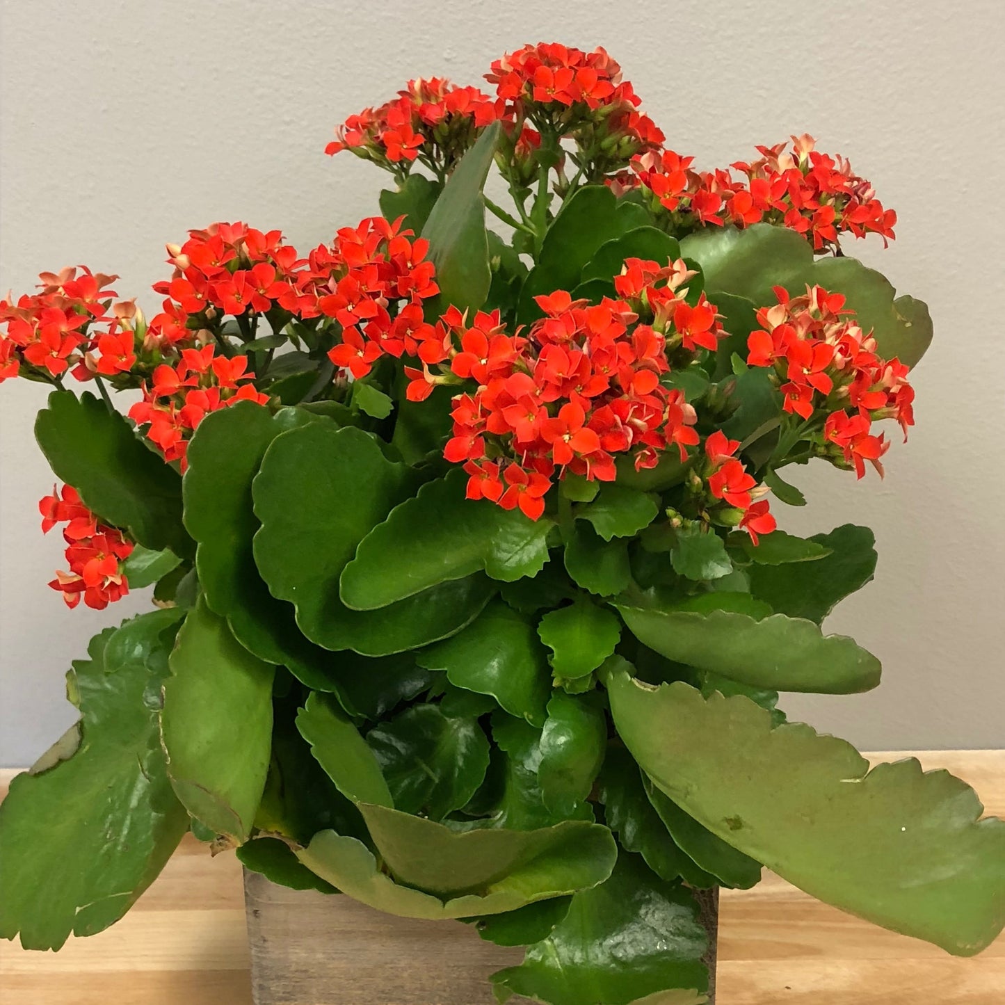 Kalanchoe Flowering Plant