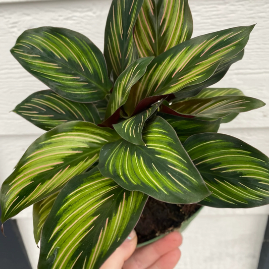 Calathea Beauty Star