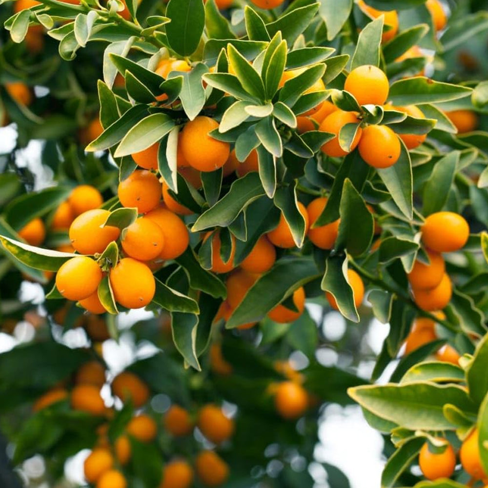 Sweet Lemon (Nimbu) Grafted Tree