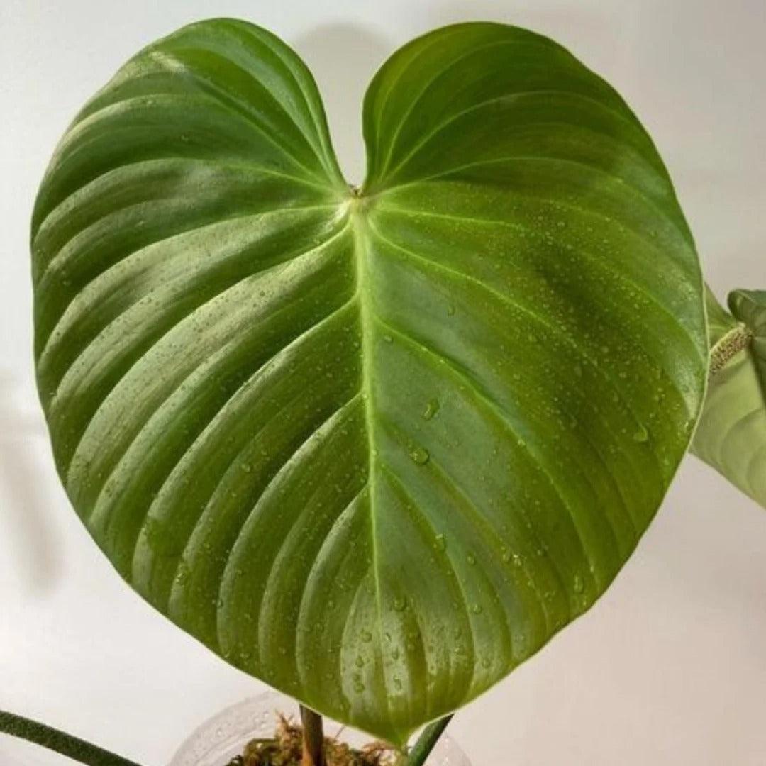Philodendron Nangaritense - plant store® 