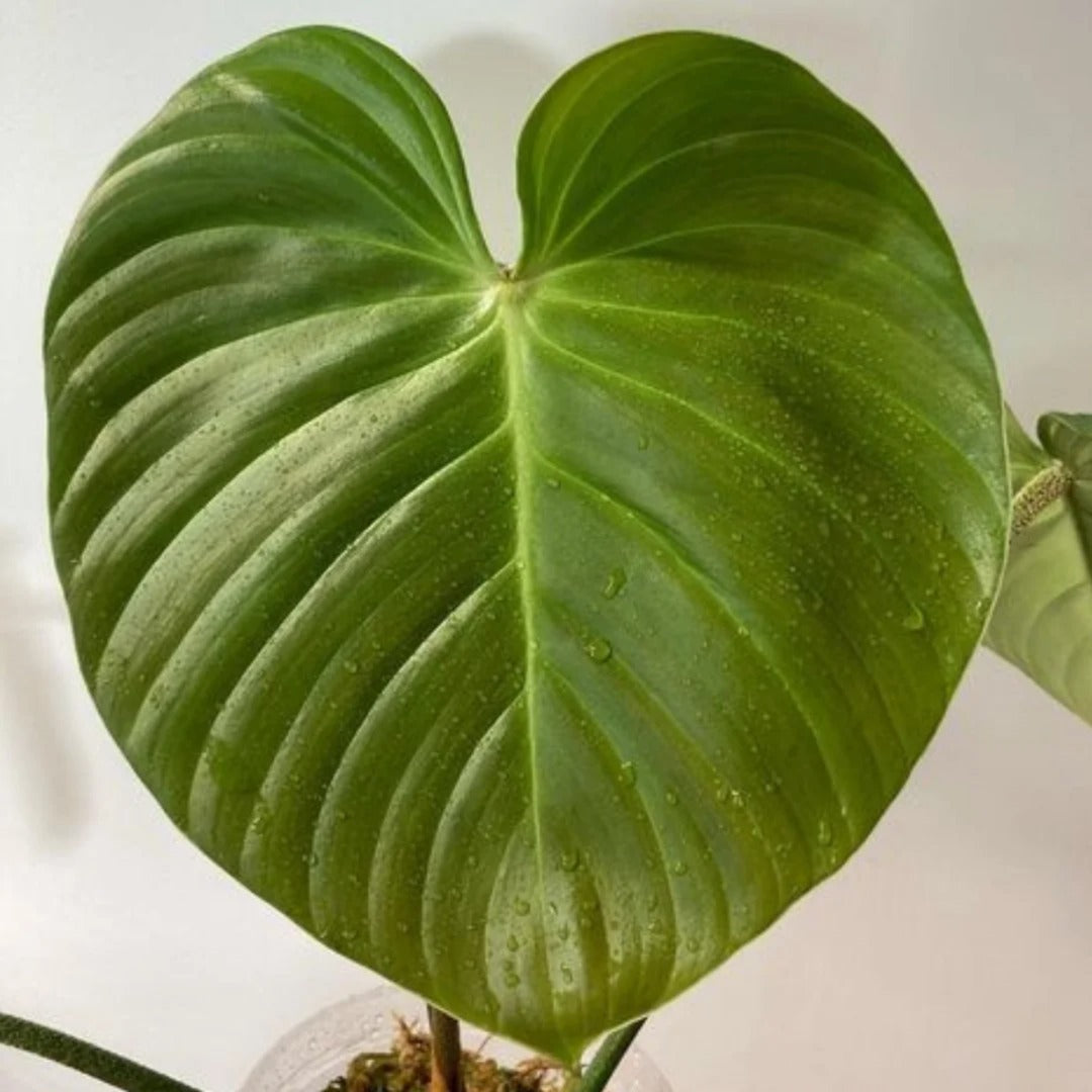 Philodendron Nangaritense