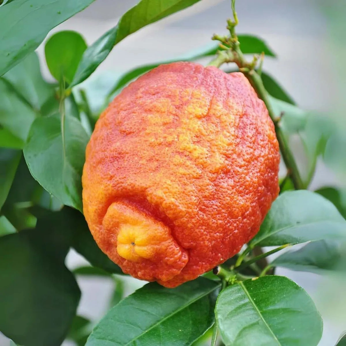 Red Pati Lemon (Nimbu) Grafted Tree