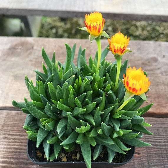 Bergeranthus Concavus (Bare Rooted) - plant store® 