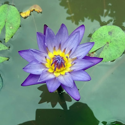 Tina Tropical Waterlily