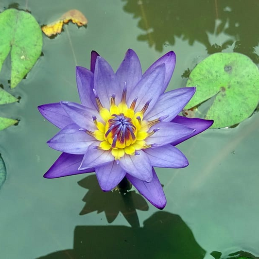 Tina Tropical Waterlily
