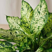 Dumb Cane Dieffenbachia Camille - plant store® 