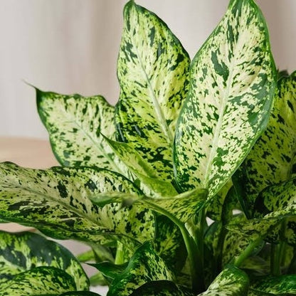 Dumb Cane Dieffenbachia Camille