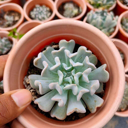 Echeveria Topsy Turvy Bare Rooted