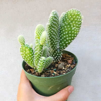 White Bunny Ear Cactus (Bare Rooted)
