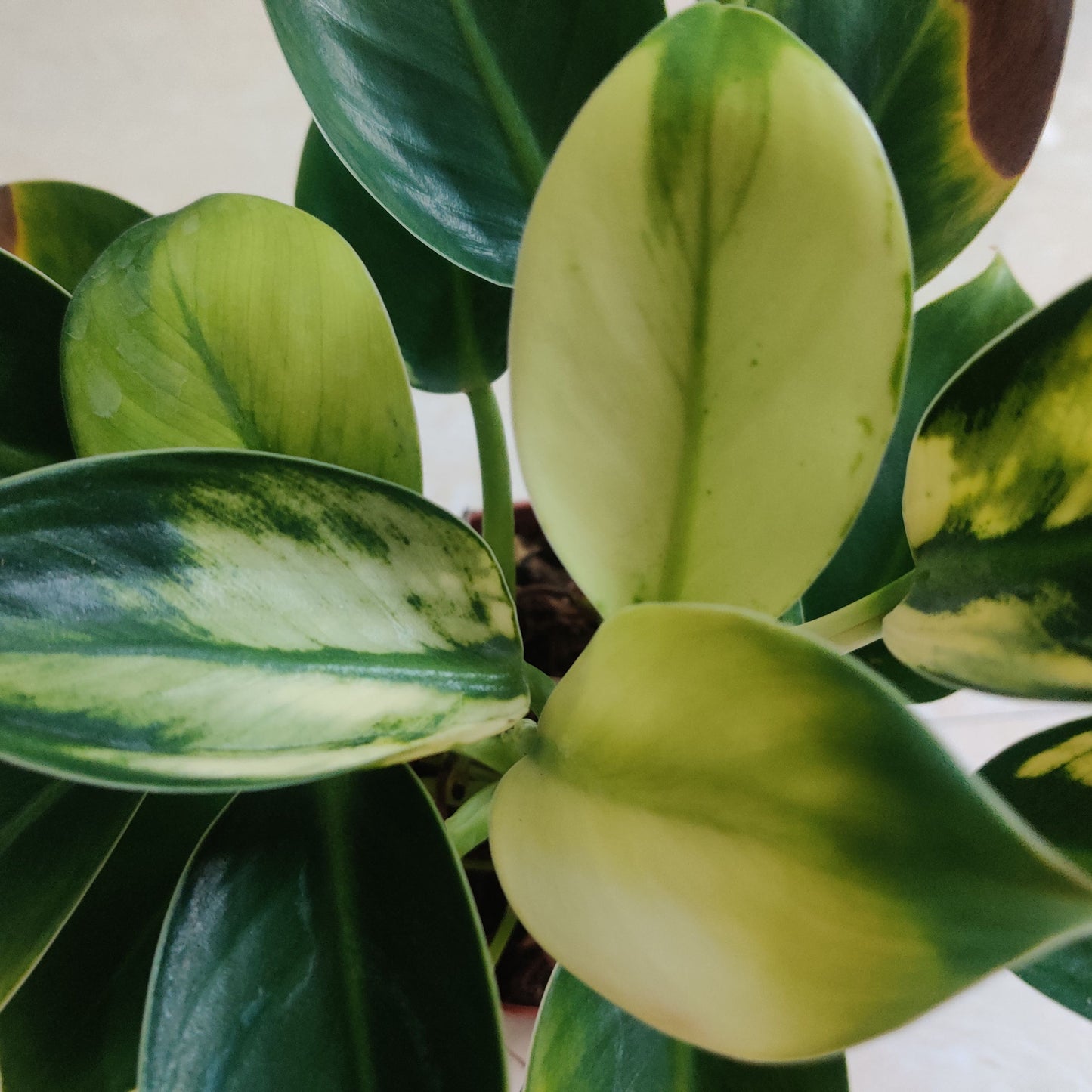 Philodendron White Knight