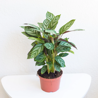 Calathea Exotica