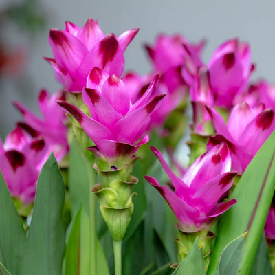 Curcuma Lily Flowering Bulbs