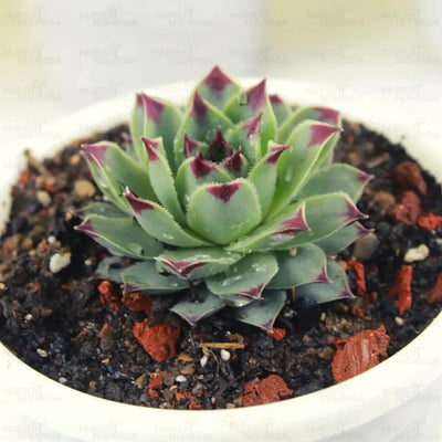 Hybrid Laxmi Kamal (Bare Rooted)