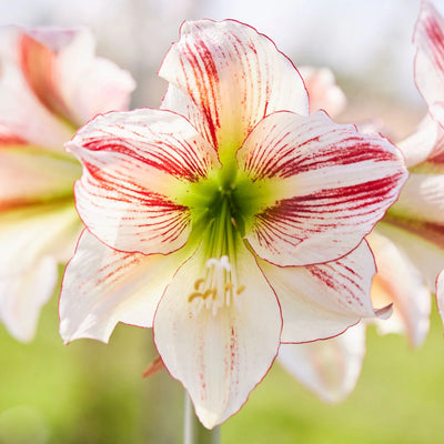 Amaryllis Single Petal Flowering Bulbs