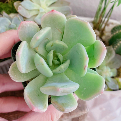 Echeveria Hybrid Moonglow (Bare Rooted)