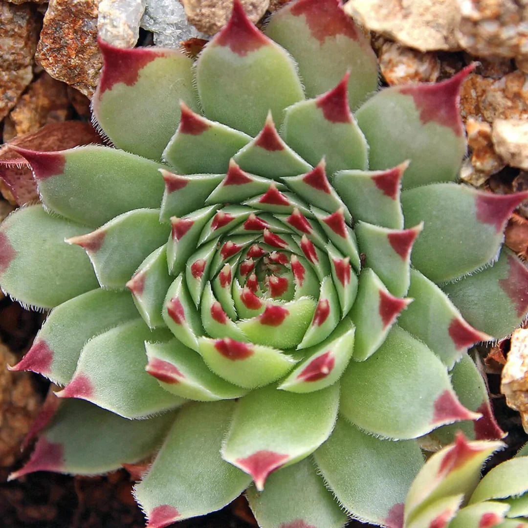 Laxmi Kamal (Bare Rooted)