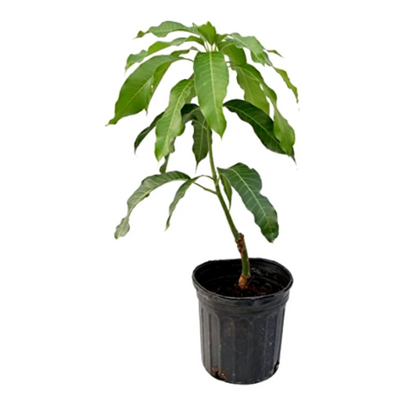 Gulabkhas Mango Grafted Tree